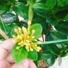 Cây Trang Phụng Hoàng Kim - Cây cảnh để bàn, giá 54.000 giảm còn 45.000, xanh tươi 7