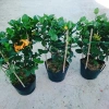 Cây Trang Phụng Hoàng Kim - Cây cảnh để bàn, giá 54.000 giảm còn 45.000, xanh tươi 8