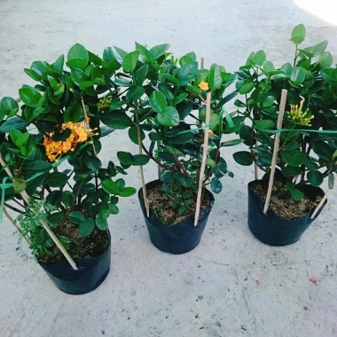 Cây Trang Phụng Hoàng Kim - Cây cảnh để bàn, giá 54.000 giảm còn 45.000, xanh tươi
