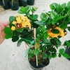 Cây Trang Phụng Hoàng Kim - Cây cảnh để bàn, giá 54.000 giảm còn 45.000, xanh tươi 9