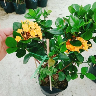 Cây Trang Phụng Hoàng Kim - Cây cảnh để bàn, giá 54.000 giảm còn 45.000, xanh tươi 9 Cây Trang Phụng Hoàng Kim - Cây cảnh để bàn, giá 54.000 giảm còn 45.000, xanh tươi 9