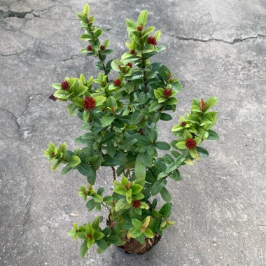 Cây trang trí hoa mẫu đơn lá nhỏ hoa đỏ cao 50-60cm giá chỉ 50.000đ Cây trang trí hoa mẫu đơn lá nhỏ hoa đỏ cao 50-60cm giá chỉ 50.000đ