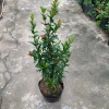 Cây trang trí hoa mẫu đơn lá nhỏ hoa đỏ cao 50-60cm giá chỉ 50.000đ 2