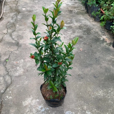 Cây trang trí hoa mẫu đơn lá nhỏ hoa đỏ cao 50-60cm giá chỉ 50.000đ