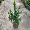 Cây trang trí hoa mẫu đơn lá nhỏ hoa đỏ cao 50-60cm giá chỉ 50.000đ 3