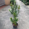 Cây trang trí hoa mẫu đơn lá nhỏ hoa đỏ cao 50-60cm giá chỉ 50.000đ 5