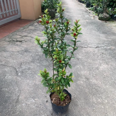 Cây trang trí hoa mẫu đơn lá nhỏ hoa đỏ cao 50-60cm giá chỉ 50.000đ
