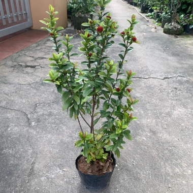 Cây trang trí hoa mẫu đơn lá nhỏ hoa đỏ cao 50-60cm giá chỉ 50.000đ