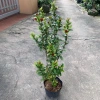 Cây trang trí hoa mẫu đơn lá nhỏ hoa đỏ cao 50-60cm giá chỉ 50.000đ 7