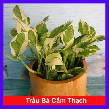 Cây trầu bà cẩm thạch Ngọc Thủy - Cây cảnh để bàn 29.000đ, xanh mát không gian