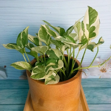 Cây trầu bà cẩm thạch Ngọc Thủy - Cây cảnh để bàn 29.000đ, xanh mát không gian