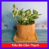 Cây trầu bà cẩm thạch Ngọc Thủy - Cây cảnh để bàn 29.000đ, xanh mát không gian 10