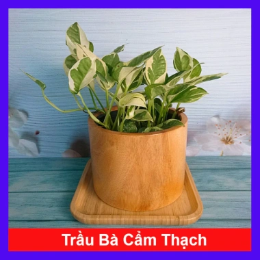 Cây trầu bà cẩm thạch Ngọc Thủy - Cây cảnh để bàn 29.000đ, xanh mát không gian 10 Cây trầu bà cẩm thạch Ngọc Thủy - Cây cảnh để bàn 29.000đ, xanh mát không gian 10