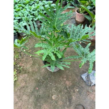 Cây trầu bà cánh phượng 50cm - Trầu bà thanh xuân phong thủy, trang trí nội thất, chỉ 139k