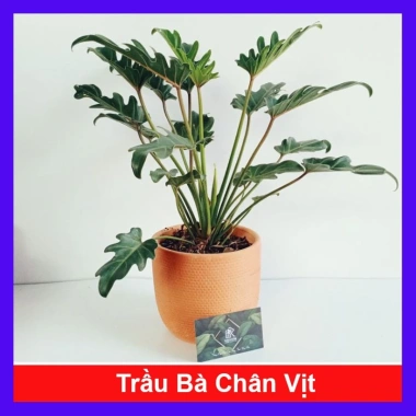 Cây Trầu Bà Chân Vịt - Cây Cảnh Nội Thất, Giá 65.000 VND, Thanh Lọc Không Khí