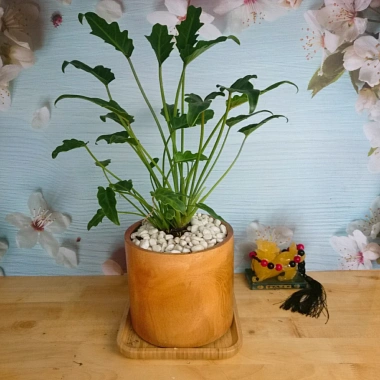 Cây Trầu Bà Chân Vịt - Cây Cảnh Nội Thất, Giá 65.000 VND, Thanh Lọc Không Khí