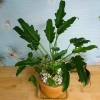 Cây Trầu Bà Chân Vịt - Cây Cảnh Nội Thất, Giá 65.000 VND, Thanh Lọc Không Khí 4