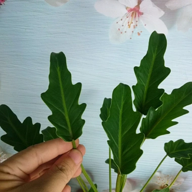 Cây Trầu Bà Chân Vịt - Cây Cảnh Nội Thất, Giá 65.000 VND, Thanh Lọc Không Khí