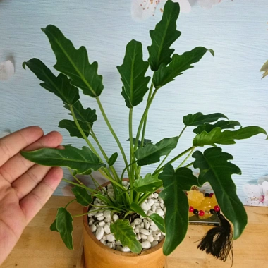 Cây Trầu Bà Chân Vịt - Cây Cảnh Nội Thất, Giá 65.000 VND, Thanh Lọc Không Khí