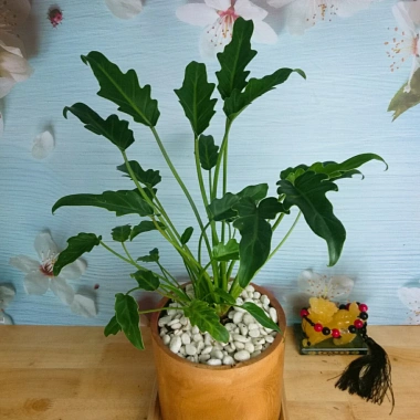 Cây Trầu Bà Chân Vịt - Cây Cảnh Nội Thất, Giá 65.000 VND, Thanh Lọc Không Khí 7 Cây Trầu Bà Chân Vịt - Cây Cảnh Nội Thất, Giá 65.000 VND, Thanh Lọc Không Khí 7
