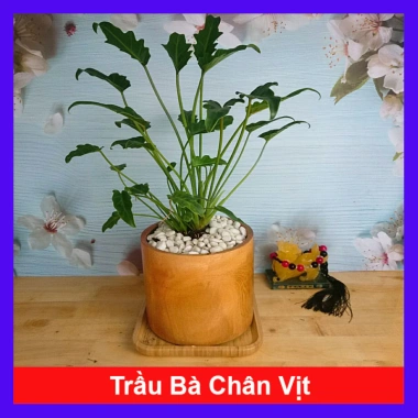 Cây Trầu Bà Chân Vịt - Cây Cảnh Nội Thất, Giá 65.000 VND, Thanh Lọc Không Khí 10 Cây Trầu Bà Chân Vịt - Cây Cảnh Nội Thất, Giá 65.000 VND, Thanh Lọc Không Khí 10