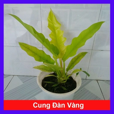 Cây trầu bà cung đàn vàng – cây để bàn, trang trí nội thất, giá ưu đãi 86.000₫