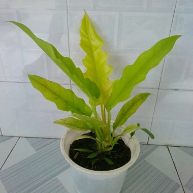 Cây trầu bà cung đàn vàng – cây để bàn, trang trí nội thất, giá ưu đãi 86.000₫
