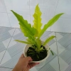 Cây trầu bà cung đàn vàng – cây để bàn, trang trí nội thất, giá ưu đãi 86.000₫ 3