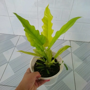 Cây trầu bà cung đàn vàng – cây để bàn, trang trí nội thất, giá ưu đãi 86.000₫