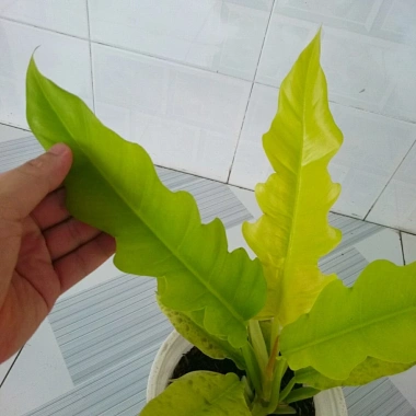 Cây trầu bà cung đàn vàng – cây để bàn, trang trí nội thất, giá ưu đãi 86.000₫ 4 Cây trầu bà cung đàn vàng – cây để bàn, trang trí nội thất, giá ưu đãi 86.000₫ 4
