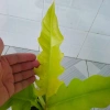 Cây trầu bà cung đàn vàng – cây để bàn, trang trí nội thất, giá ưu đãi 86.000₫ 5