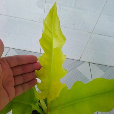 Cây trầu bà cung đàn vàng – cây để bàn, trang trí nội thất, giá ưu đãi 86.000₫ 5 Cây trầu bà cung đàn vàng – cây để bàn, trang trí nội thất, giá ưu đãi 86.000₫ 5