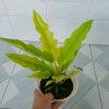 Cây trầu bà cung đàn vàng – cây để bàn, trang trí nội thất, giá ưu đãi 86.000₫ 6