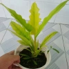 Cây trầu bà cung đàn vàng – cây để bàn, trang trí nội thất, giá ưu đãi 86.000₫ 7