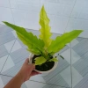 Cây trầu bà cung đàn vàng – cây để bàn, trang trí nội thất, giá ưu đãi 86.000₫ 8