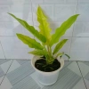 Cây trầu bà cung đàn vàng – cây để bàn, trang trí nội thất, giá ưu đãi 86.000₫ 9