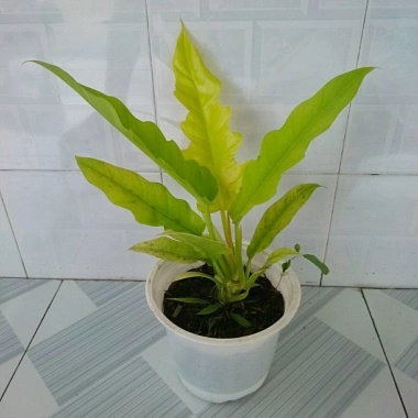 Cây trầu bà cung đàn vàng – cây để bàn, trang trí nội thất, giá ưu đãi 86.000₫ 9 Cây trầu bà cung đàn vàng – cây để bàn, trang trí nội thất, giá ưu đãi 86.000₫ 9