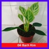 Cây Trầu Bà Đế Vương Bạch Kim - Giống mới Đế Kim Cương, bàn phong thủy hút tài 86k
