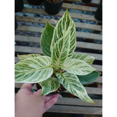 Cây Trầu Bà Đế Vương Bạch Kim - Giống mới Đế Kim Cương, bàn phong thủy hút tài 86k