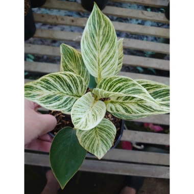 Cây Trầu Bà Đế Vương Bạch Kim - Giống mới Đế Kim Cương, bàn phong thủy hút tài 86k 4 Cây Trầu Bà Đế Vương Bạch Kim - Giống mới Đế Kim Cương, bàn phong thủy hút tài 86k 4