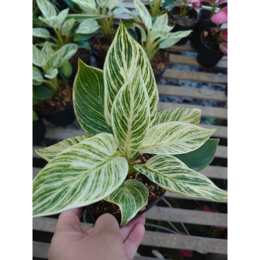 Cây Trầu Bà Đế Vương Bạch Kim - Giống mới Đế Kim Cương, bàn phong thủy hút tài 86k