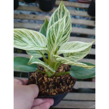 Cây Trầu Bà Đế Vương Bạch Kim - Giống mới Đế Kim Cương, bàn phong thủy hút tài 86k