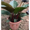Cây Trầu Bà Đế Vương Đỏ 40cm Lá Mập Mạp Sức Sống Mạnh Trang Trí Nội Thất Giá 125.000 VND