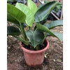 Cây Trầu Bà Đế Vương Đỏ 40cm Lá Mập Mạp Sức Sống Mạnh Trang Trí Nội Thất Giá 125.000 VND 2
