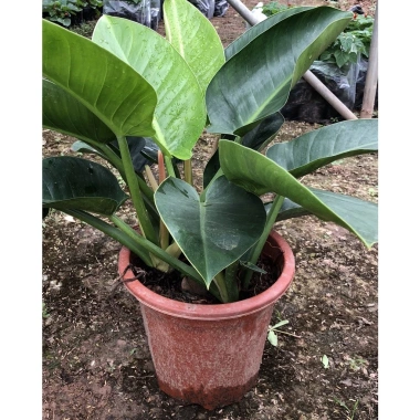 Cây Trầu Bà Đế Vương Đỏ 40cm Lá Mập Mạp Sức Sống Mạnh Trang Trí Nội Thất Giá 125.000 VND 2