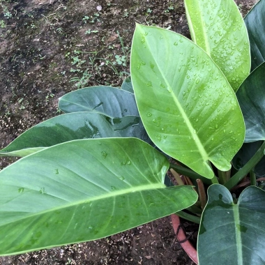 Cây Trầu Bà Đế Vương Đỏ 40cm Lá Mập Mạp Sức Sống Mạnh Trang Trí Nội Thất Giá 125.000 VND 4