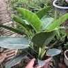 Cây Trầu Bà Đế Vương Đỏ 40cm Lá Mập Mạp Sức Sống Mạnh Trang Trí Nội Thất Giá 125.000 VND 6
