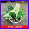 Cây Trầu Bà Đột Biến Var Trắng - Giá chỉ 55.000 VNĐ, giảm từ 71.500, dễ chăm sóc