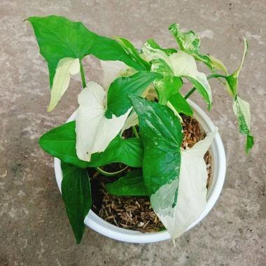 Cây Trầu Bà Đột Biến Var Trắng - Giá chỉ 55.000 VNĐ, giảm từ 71.500, dễ chăm sóc