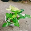 Cây Trầu Bà Đột Biến Var Trắng - Giá chỉ 55.000 VNĐ, giảm từ 71.500, dễ chăm sóc 3
